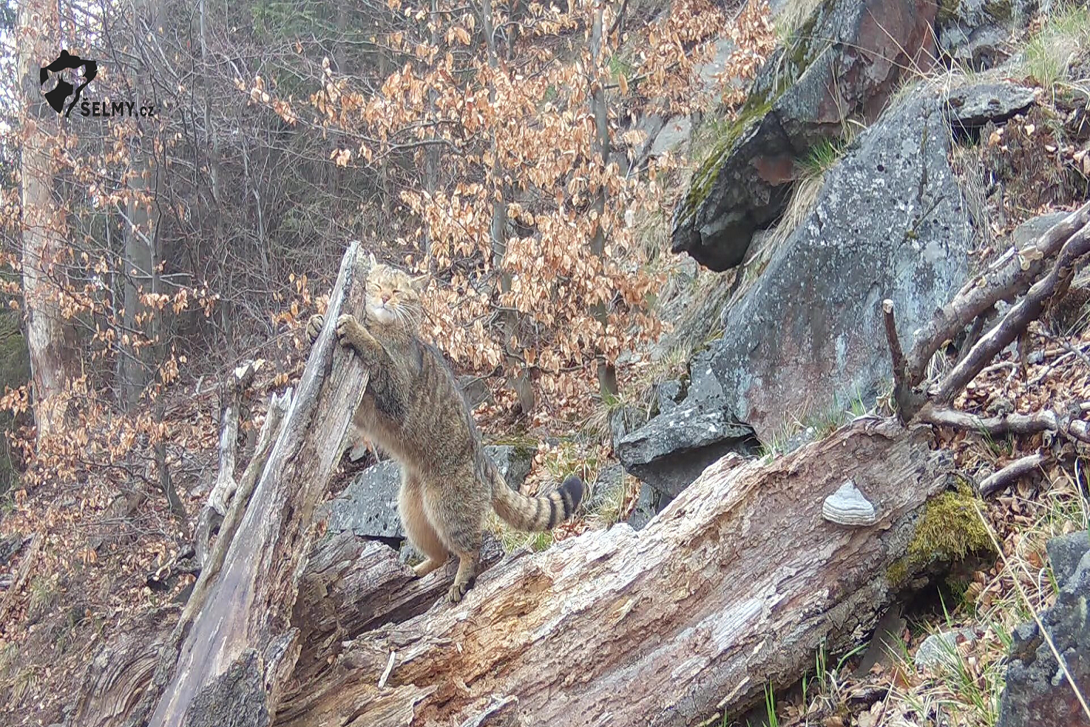 Jonas, a male European wildcat, in the Lusatian Mountains, Czech Republic. Conservationists believe the species is slowly recovering in parts of the country though it remains Critically Endangered.