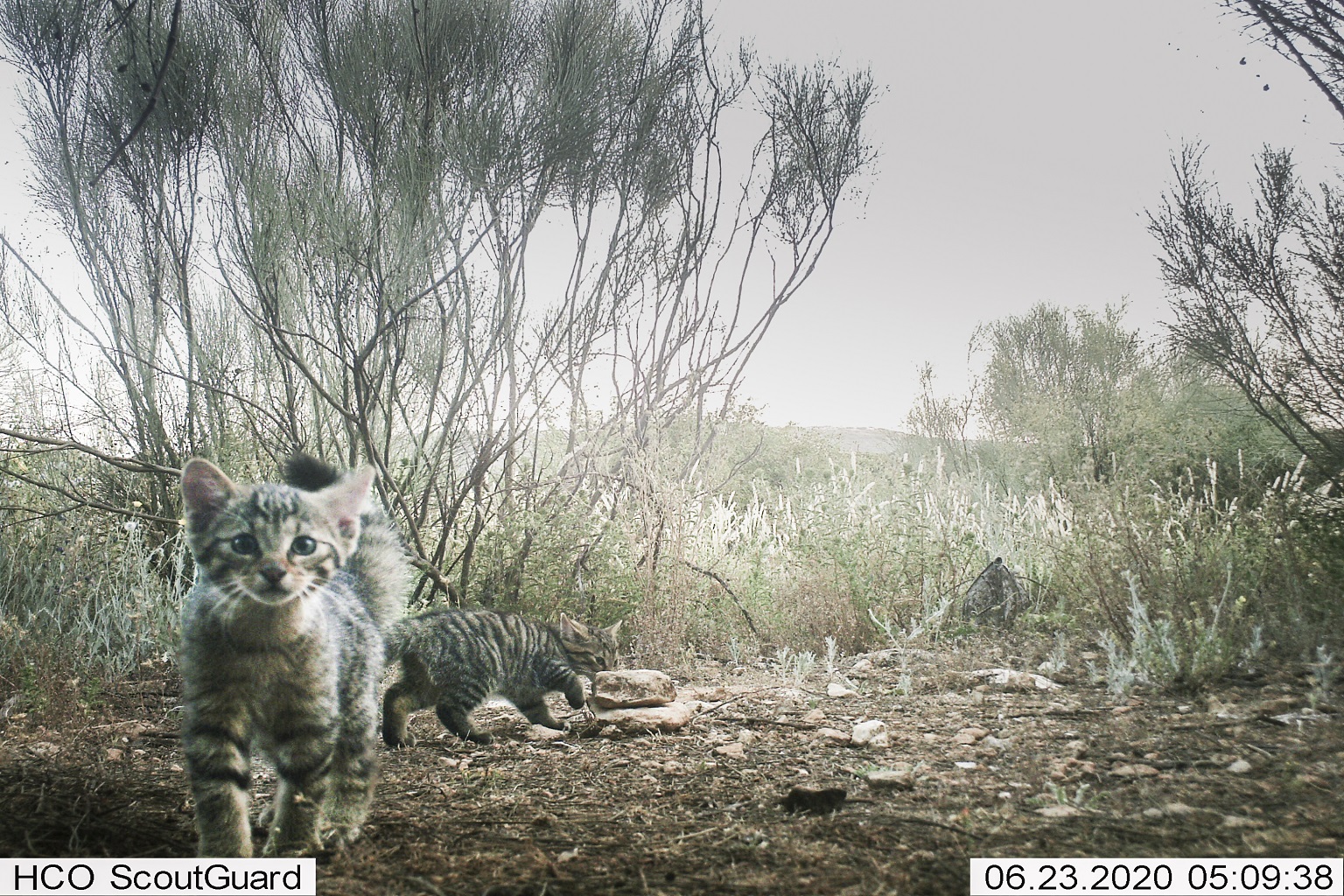 Wildcat kittens photographed in Spain where this small cat doesn’t have a national threat status , experts believe it warrants classification as a vulnerable species.