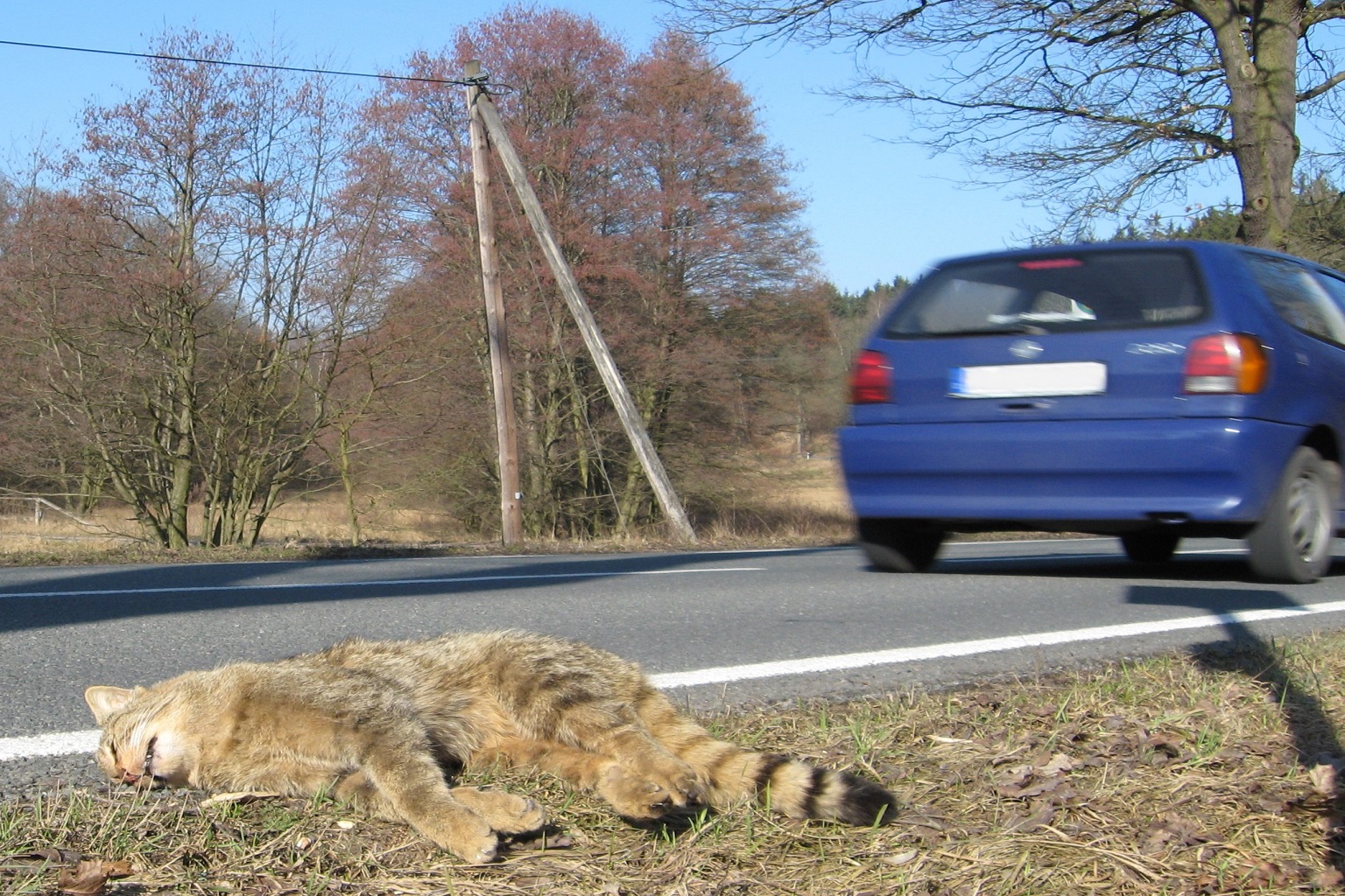 A dead wildcat by a roadside. Roads that dissect their range poses a major threat. Investing in wildlife crossings, and specifically wildcat-proof fencing is at one part of Germany’s success in conserving wildcats.