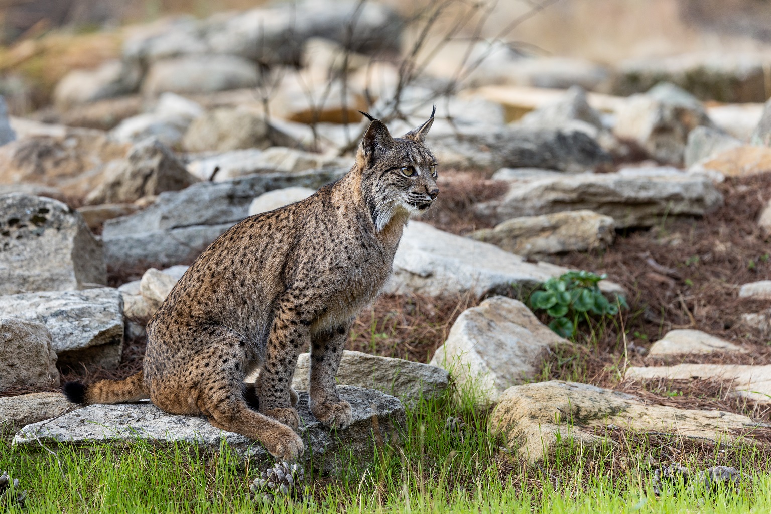 The successful recovery of the Iberian lynx is an example of how wild cats can recover with sustained conservation action. However, experts in Spain report this has also had an unintended impact, displacing wildcats.