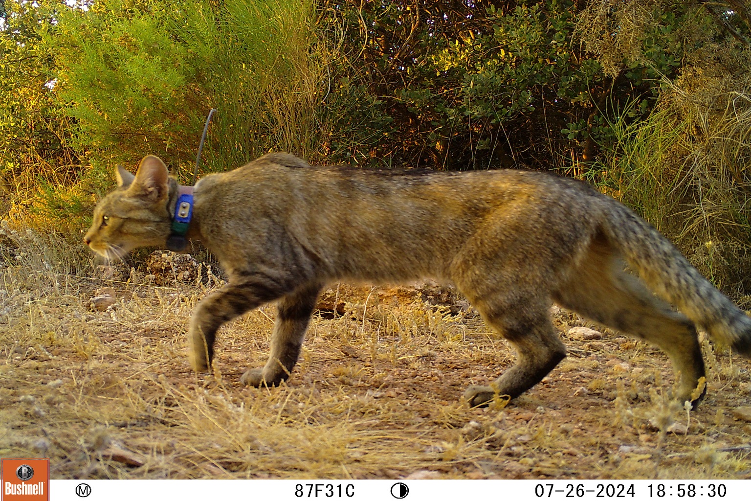 A female wildcat caught on a camera trap in southern Spain.