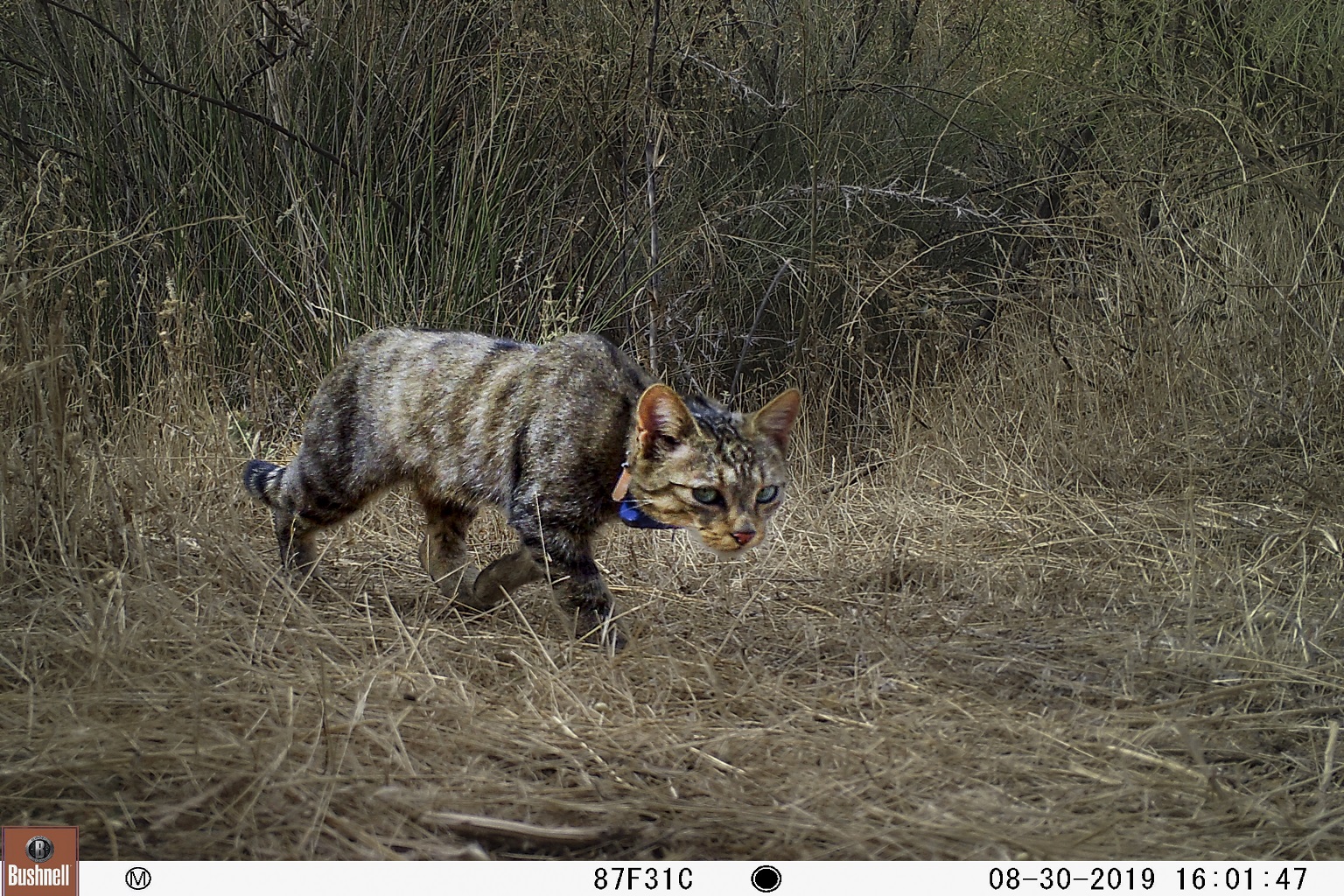 A GPS-collared wildcat that is being tracked by biologists in Spain.