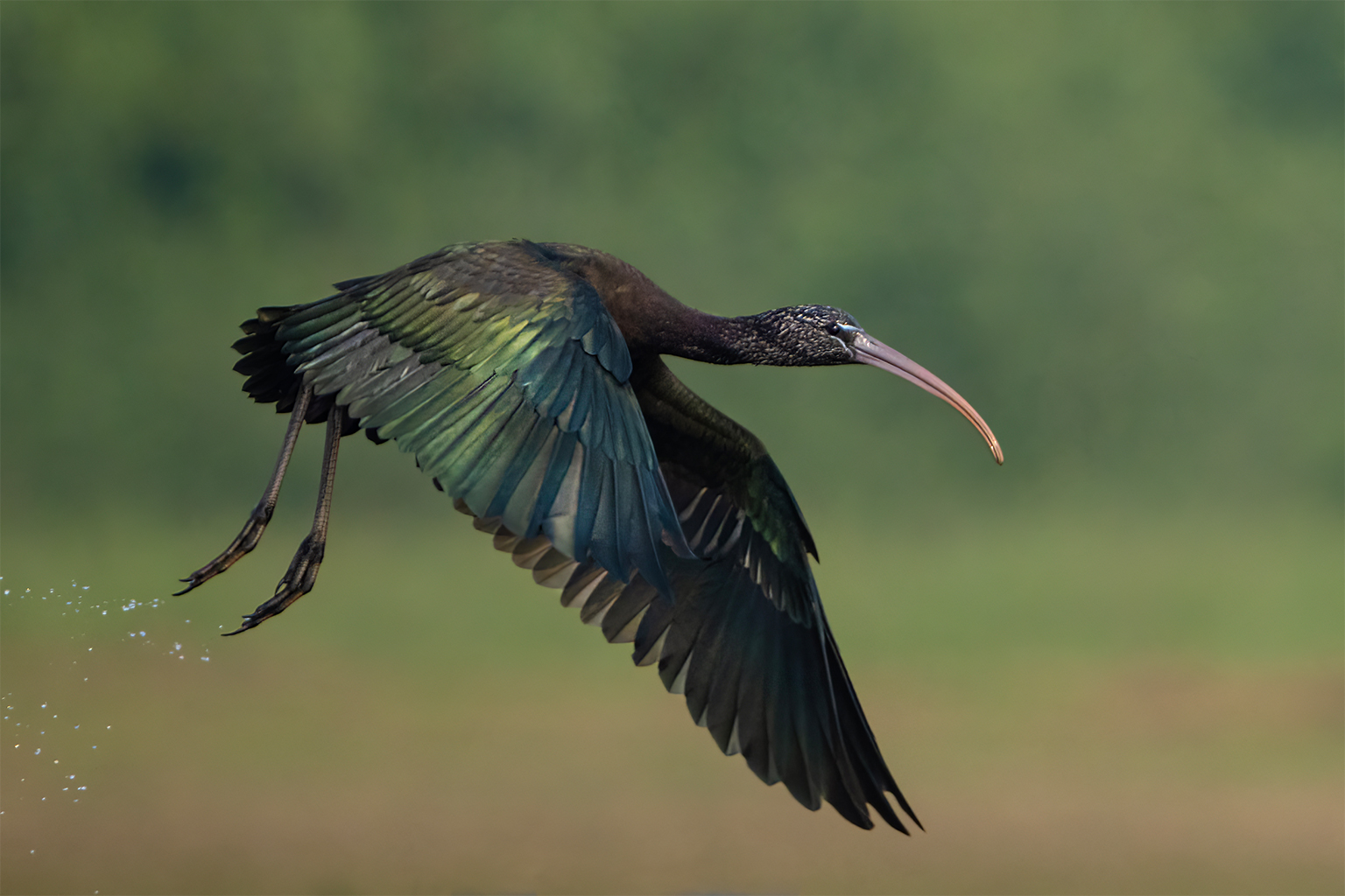 A glossy ibis (Plegadis falcinellus), Tanguar Haor.