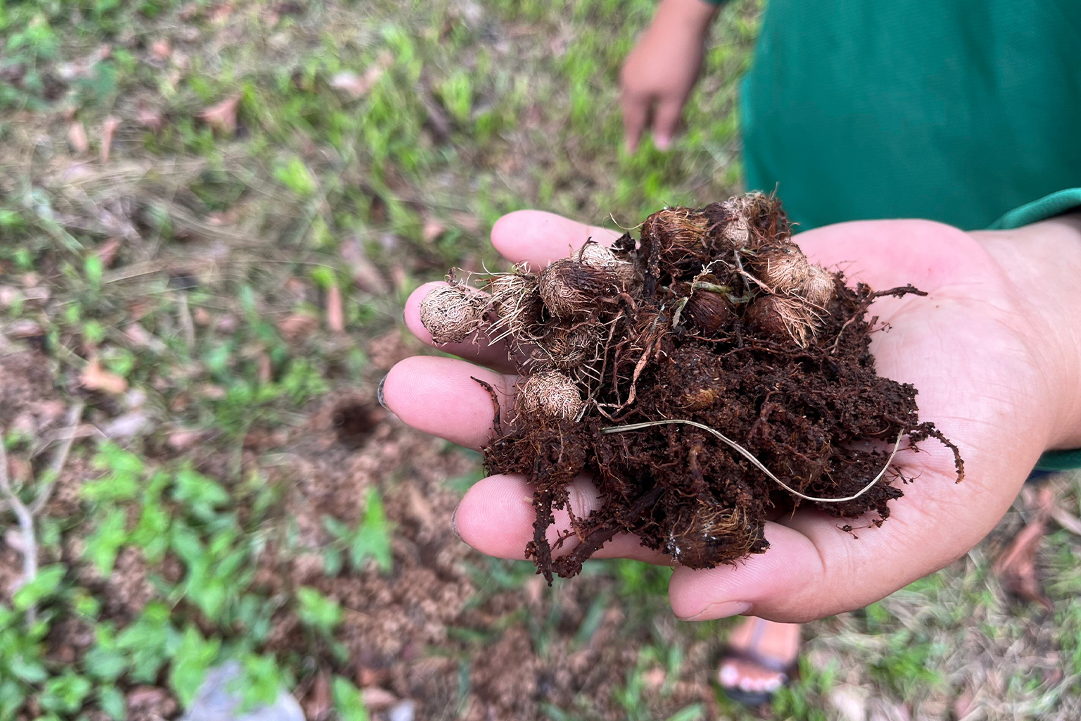 Caroço de açai, one of the organic materials used to prepare the seedlings and the soil to plant them using the Miyawaki method.