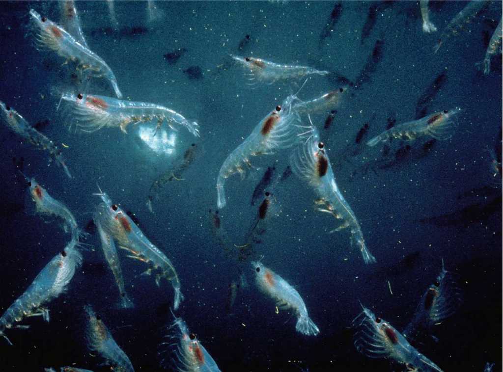 Krill (Euphausia superba) is a keystone species that supports many iconic wildlife species in Antarctica.
