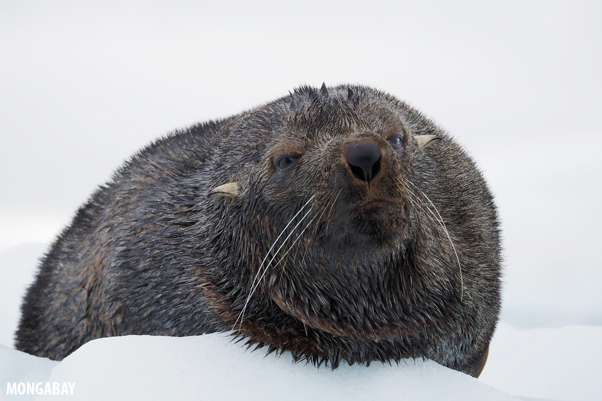 An Antarctic fur seal (Arctocephalus gazella), a species that relies on krill. It was listed as endangered by the IUCN's Red List of Threatened Species in April.