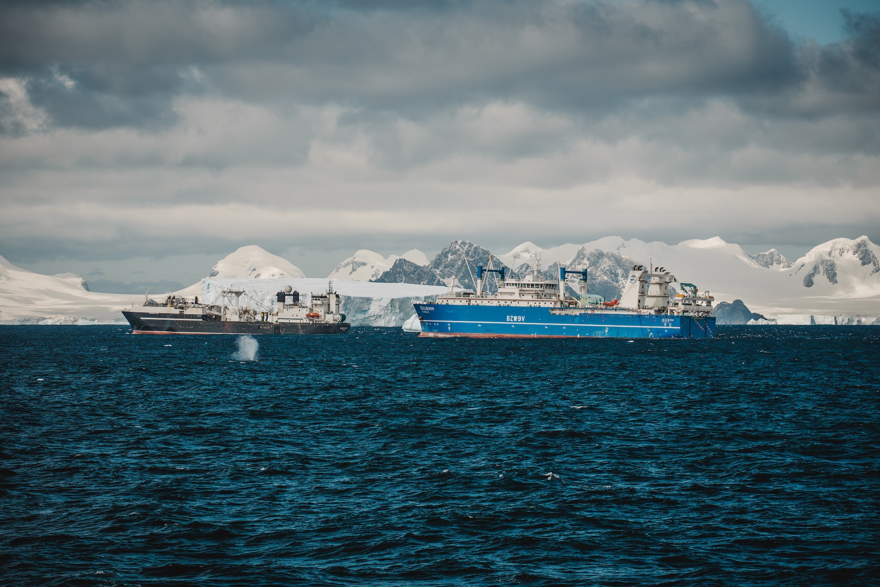 A whale blows near krill-fishing vessels near Coronation Island, Antarctica, in February 2026. The black vessel is the Norway-flagged Antarctic Sea, owned by Aker QRILL , the blue vessel is the Chinese-flagged Fu Yuan Yu 9199, owned by Fujian Zhengguan Fishery Development Corporation.