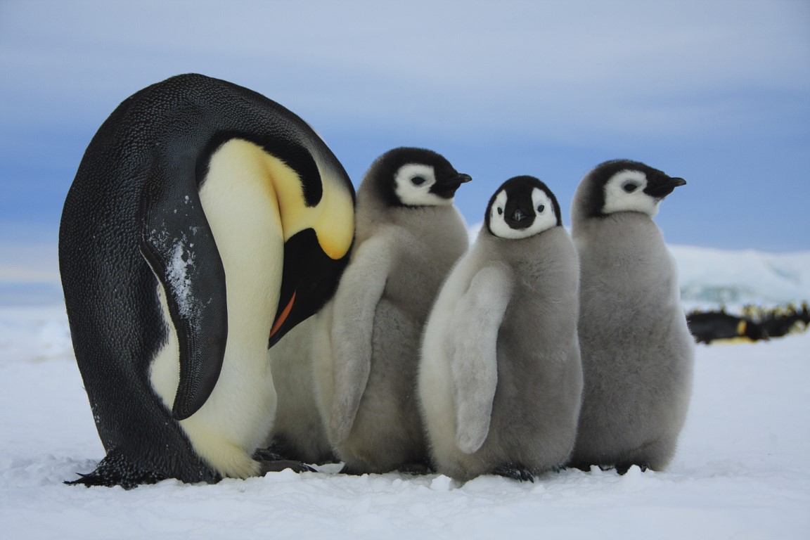 Emperor penguins (Aptenodytes forsteri), photographed in 2009. This krill-eating species was deemed endangered by the IUCN's Red List of Threatened Species in April.
