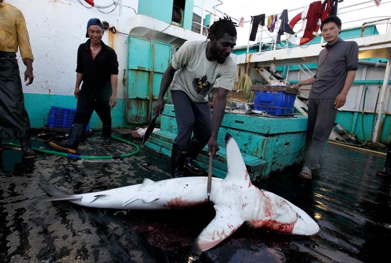 A shortfin mako shark is hacked to death on board the mainland Chinese longline fishing vessel 'Jing Lu Yuan No005.'