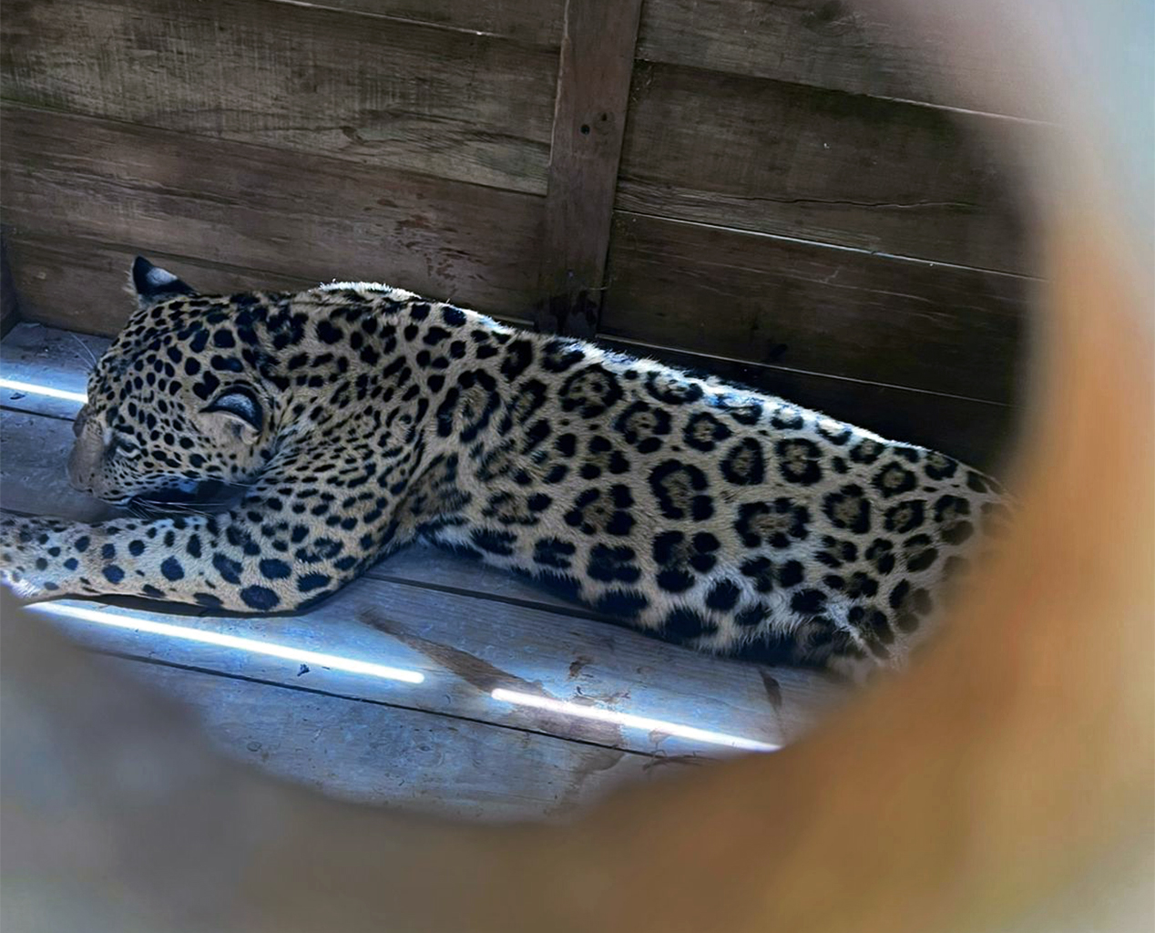 The female jaguar was seized from a businessman in a two-week-long operation in Honduras