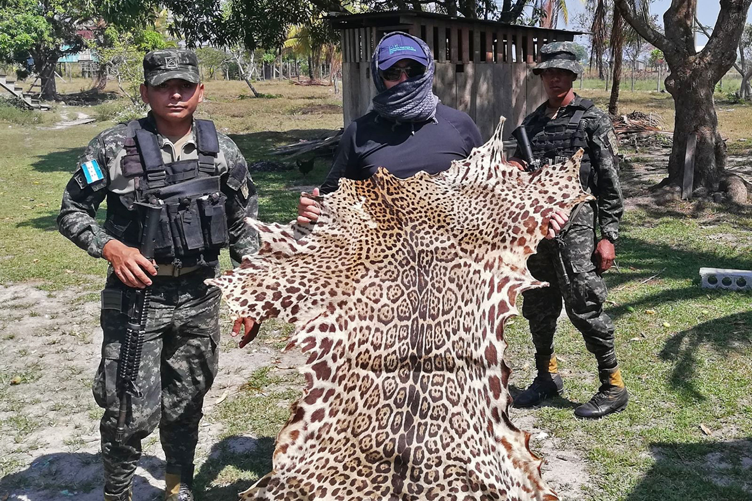 Poaching and trafficking of jaguars for their skin and other body parts is a growing concern. Marcio Martinez, head of the wildlife department at the ICF, pictured here with a seized jaguar skin in Mosquitia in 2023.