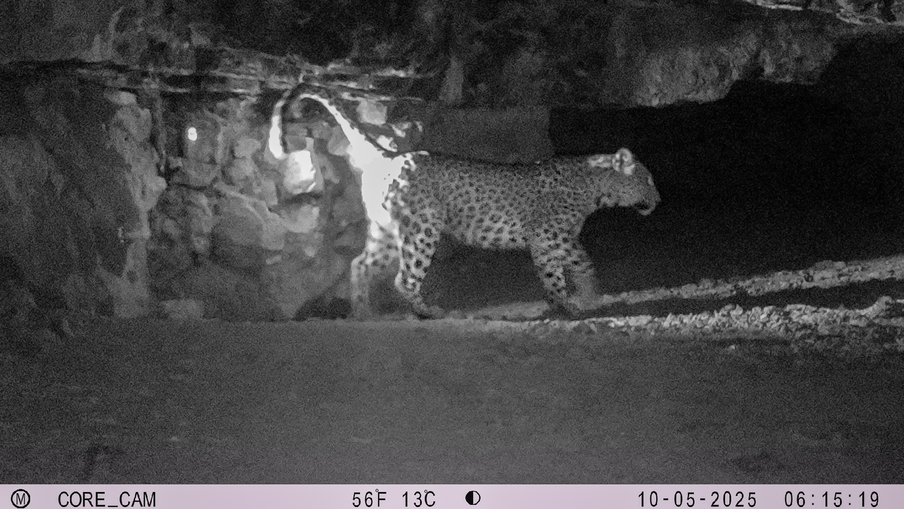 A Persian leopard captured on camera trap in a cave in the Arpa Protected Area. Despite little funding, researchers continue to track and study this endangered cat. Image courtesy Arpa