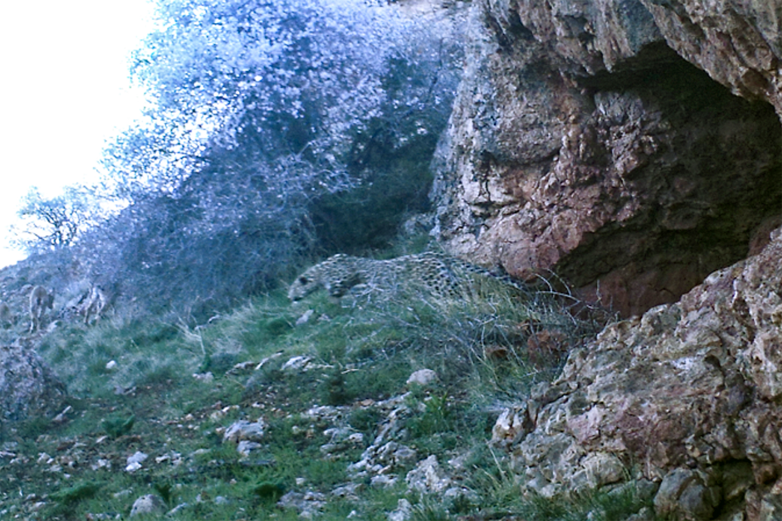Aren is seen on camera trap using his disability-adapted hunting method of launching at prey from the mouth of a cave.