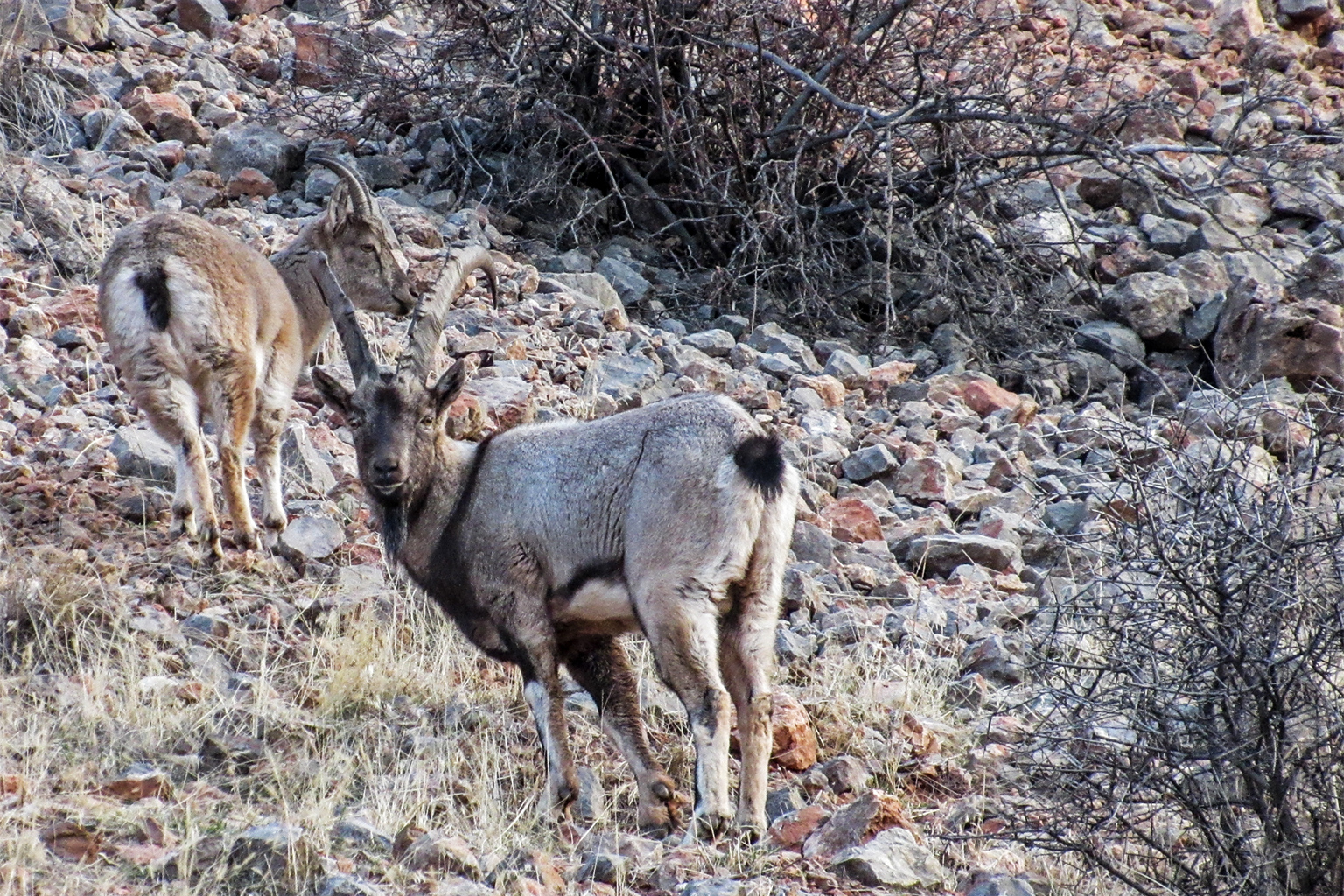 Bezoar goats, favored Persian leopard prey, graze on a rocky slope in the Arpa Protected Area.