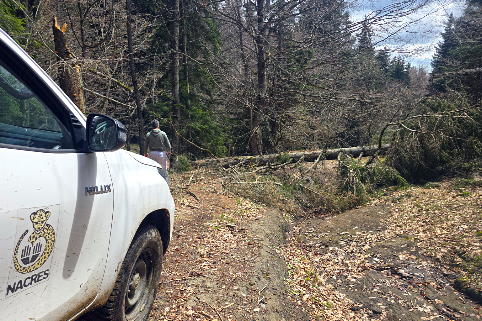 A downed tree hinders biologist Bejan Lortkipanidze from reaching a camera trap in Algeti National Park. Image by Kayleigh Long.