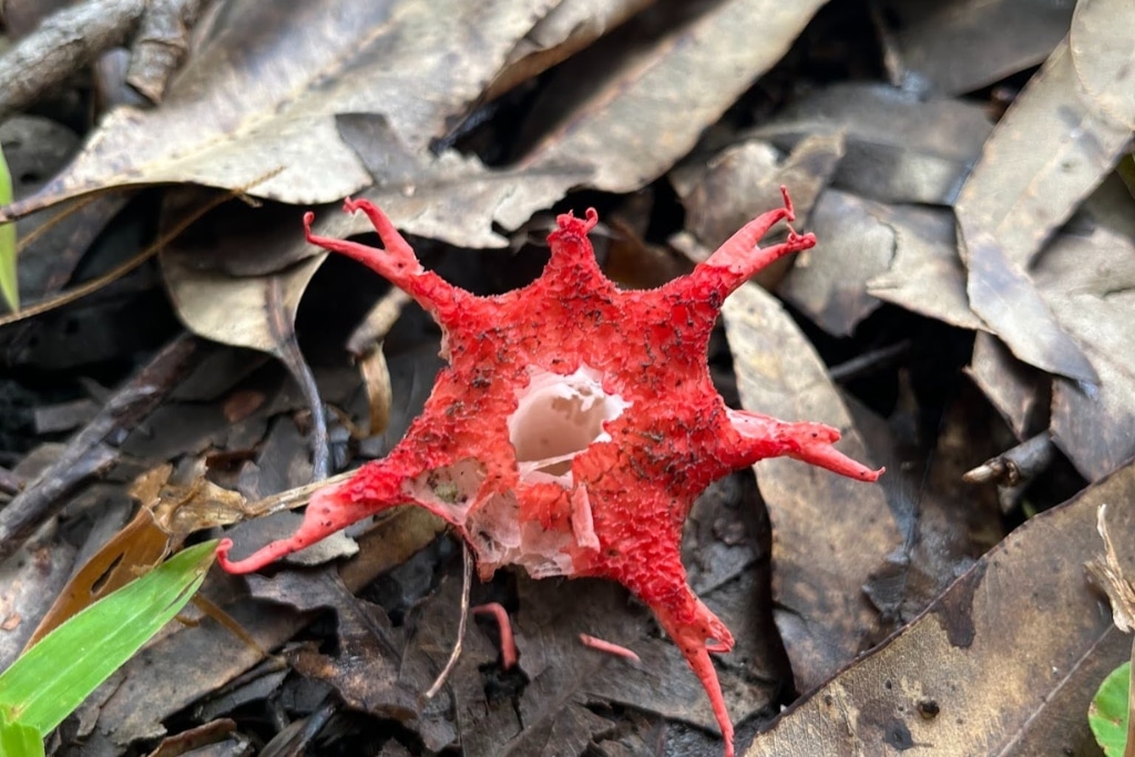 Aseroe rubra has a strong, foul odor.