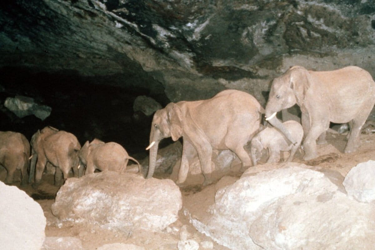 SLIDE ElephantsEnterKitum Cave_MountElgonKenya_IanReA line of elephants file into the Kitum cave, on Mount Elgon's Kenyan side. Image courtesy of Ian Redmond.dmond scaled