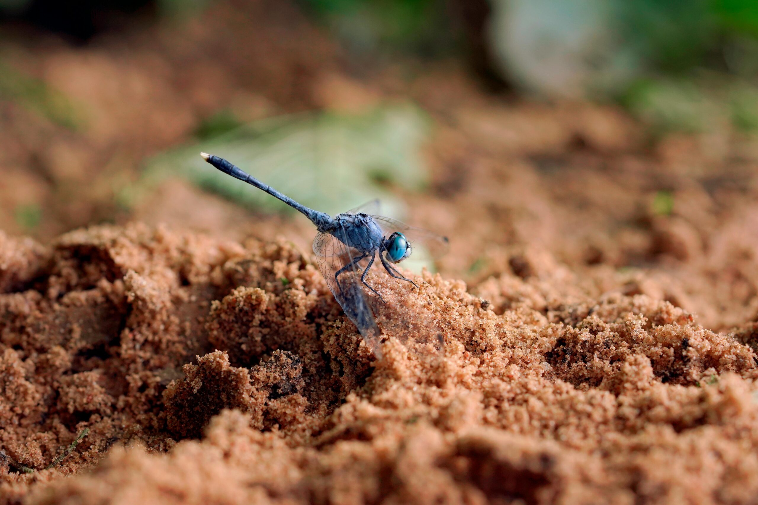 Dragonfly in sand.