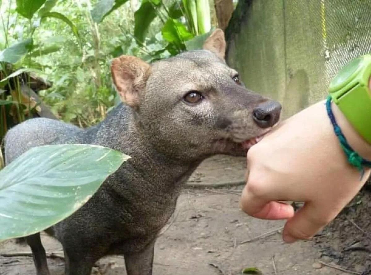A short-eared dog approaches a veterinarian in the Bolivian Amazon. Image courtesy of Renata Leite Pitman.
