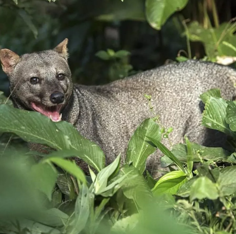 The short-eared dog prefers upland forests, living far from the riverside. Image courtesy of Renata Leite Pitman.