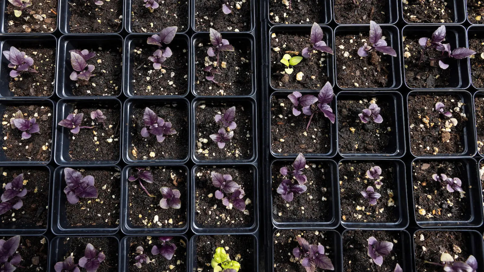Plants in seed trays