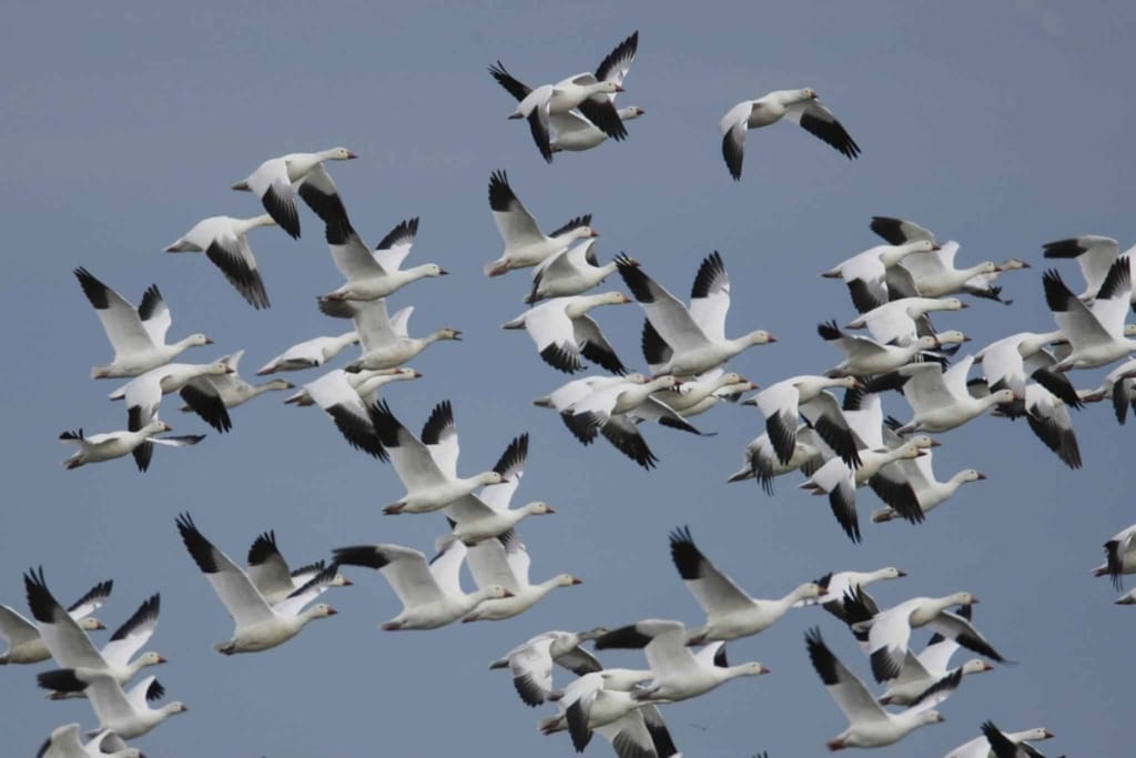 A skein of geese in the sky.