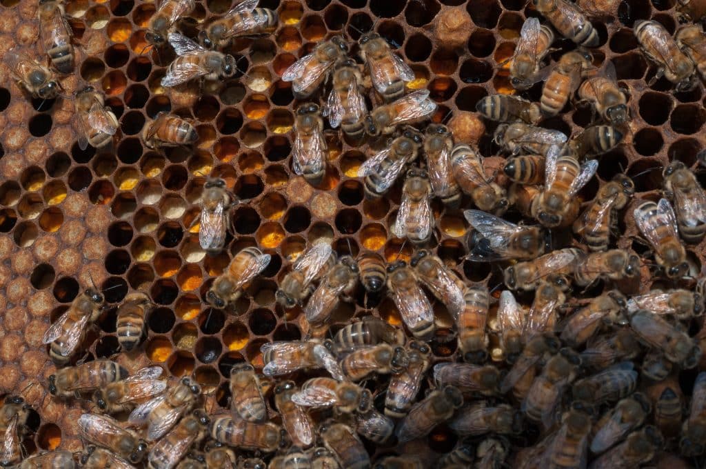 A hive of honey bees hard at work in the apiary atop the U.S.Department of Agriculture (USDA) Jamie Whitten building in Washington.