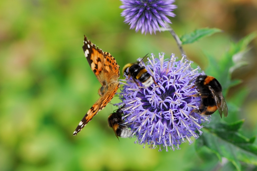 Bees and butterlies pollinate a purple flower.