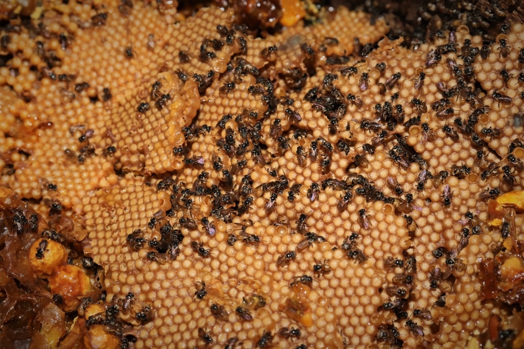Stingless Bees from Bicol, Philippines.