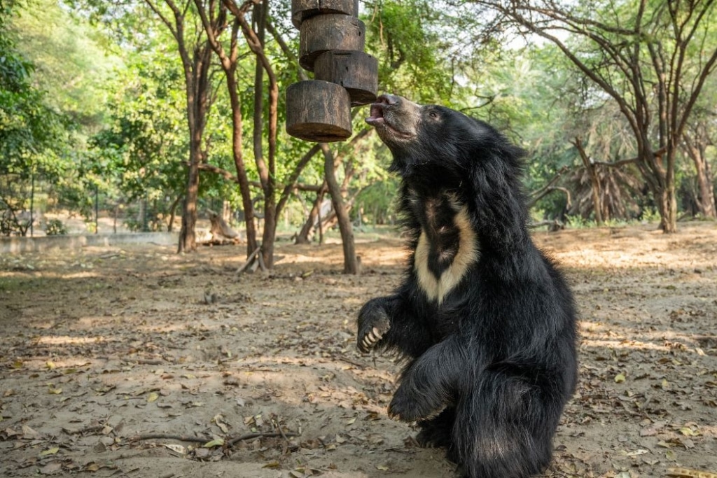 Wildlife SOS keeps their rescued sloth bears stimulated by providing them various enrichments.
