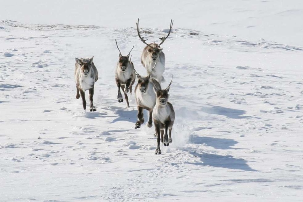 Caribou running in the snow in the in the Gates Arctic National Park and Preserve in northern Alaska.