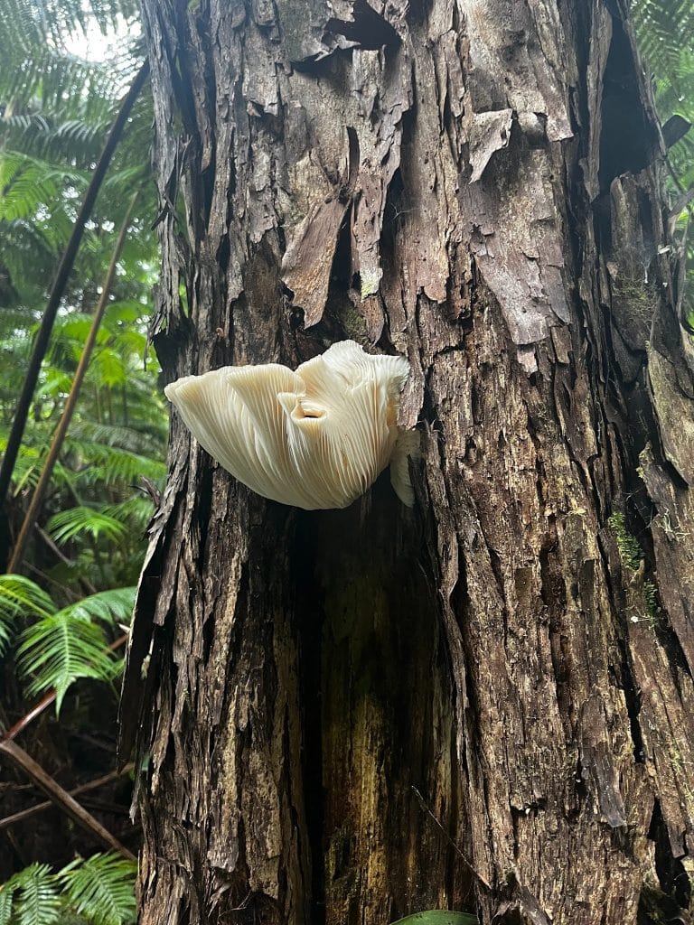 Pleurotus growing in the Kona Cloud Forest, Island of Hawaii.