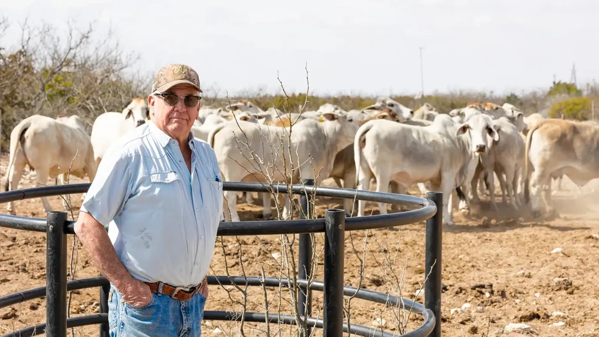 Man in baseball cap, light-blue shirt, and jeans standing near light-color cattle
