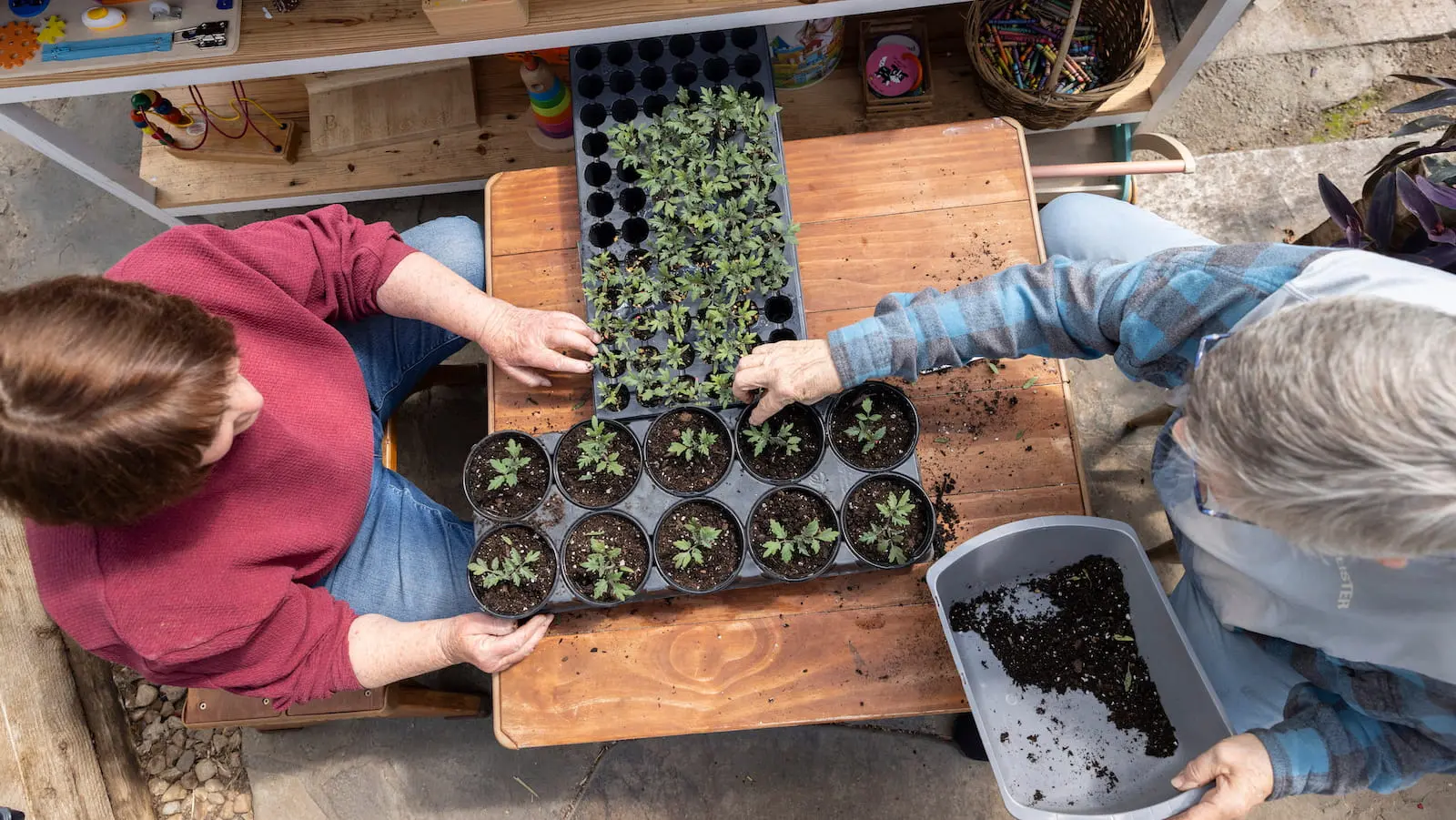 Volunteers transplant seedlings to prepare for annual sale.