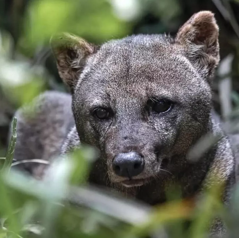 The short-eared dog’s survival depends on forest quality. Image courtesy of Renata Leite Pitman.