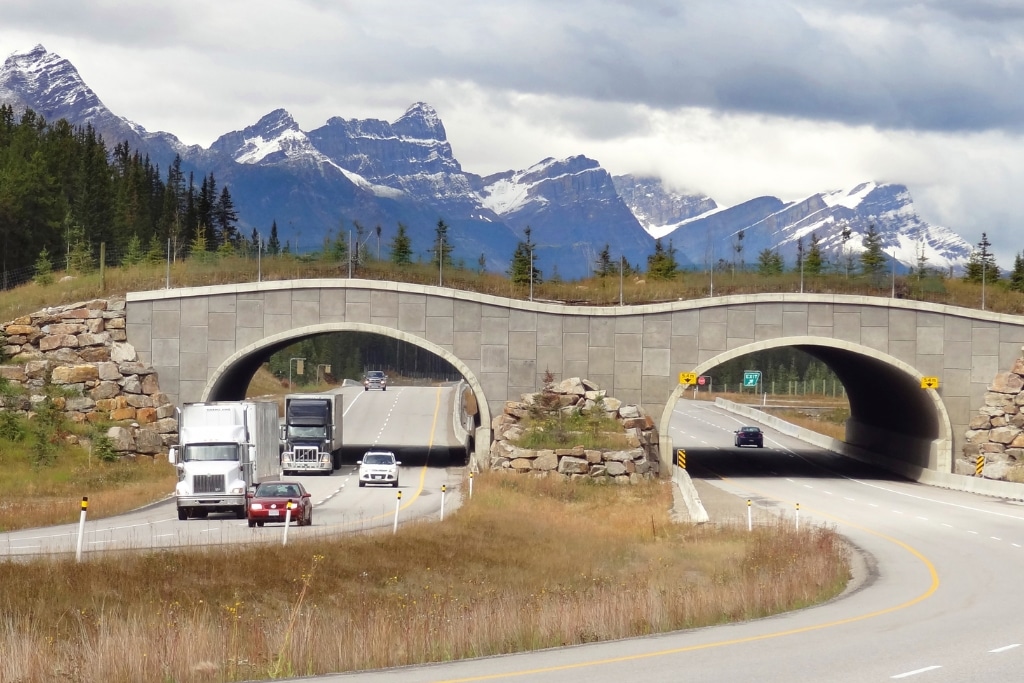One of several wildlife overpasses on the Trans-Canada Highway between Banff and Lake Louise, Alberta, Canada.