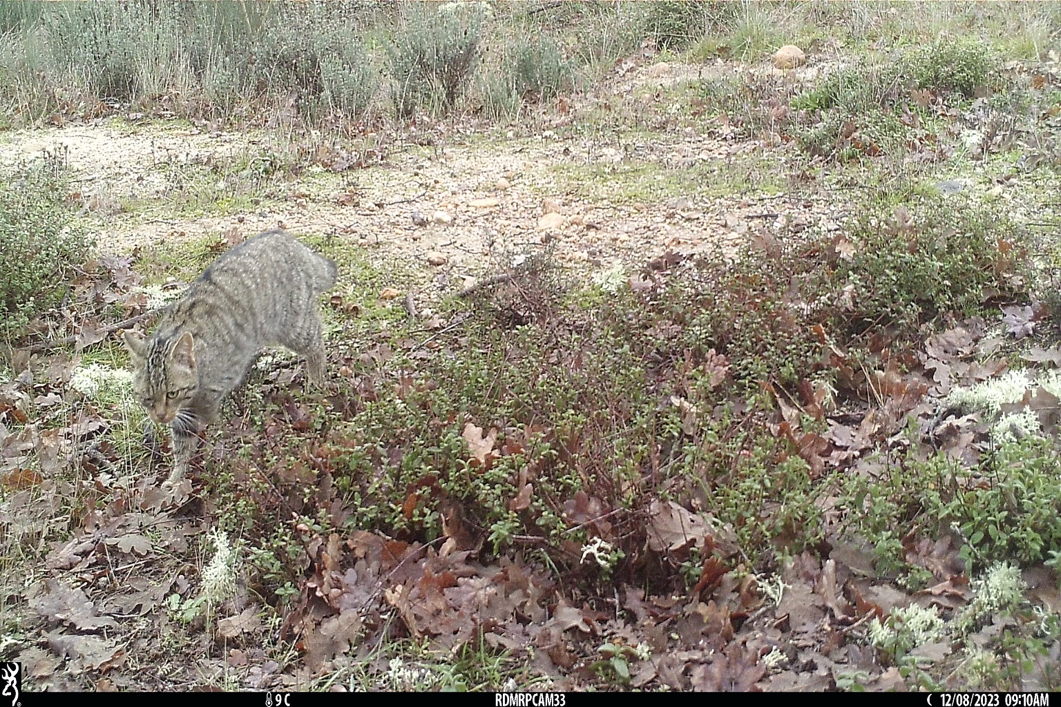 This wildcat, photographed in northern Portugal, is one of perhaps 100 wildcats that remain in the country. Conservationists are hoping to begin a reintroduction program soon.
