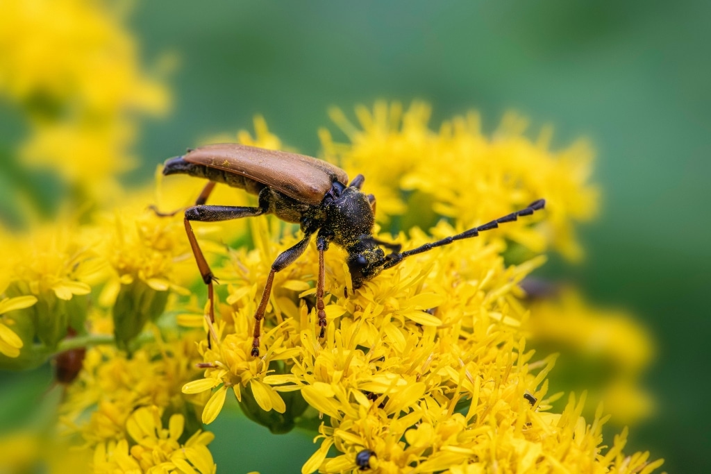 Close-up of a red-brown longhorn beetle (Stictoleptura rubra) on vibrant yellow flowers.
