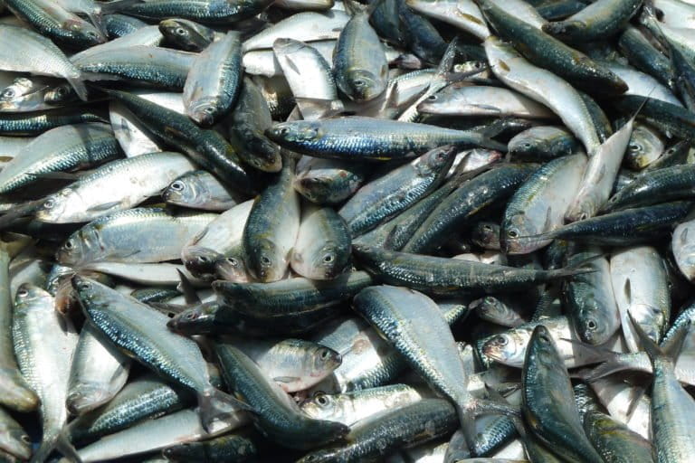 Sardinella_Senegal_AnneDelaporteWorldFish. NC-ND-2.0