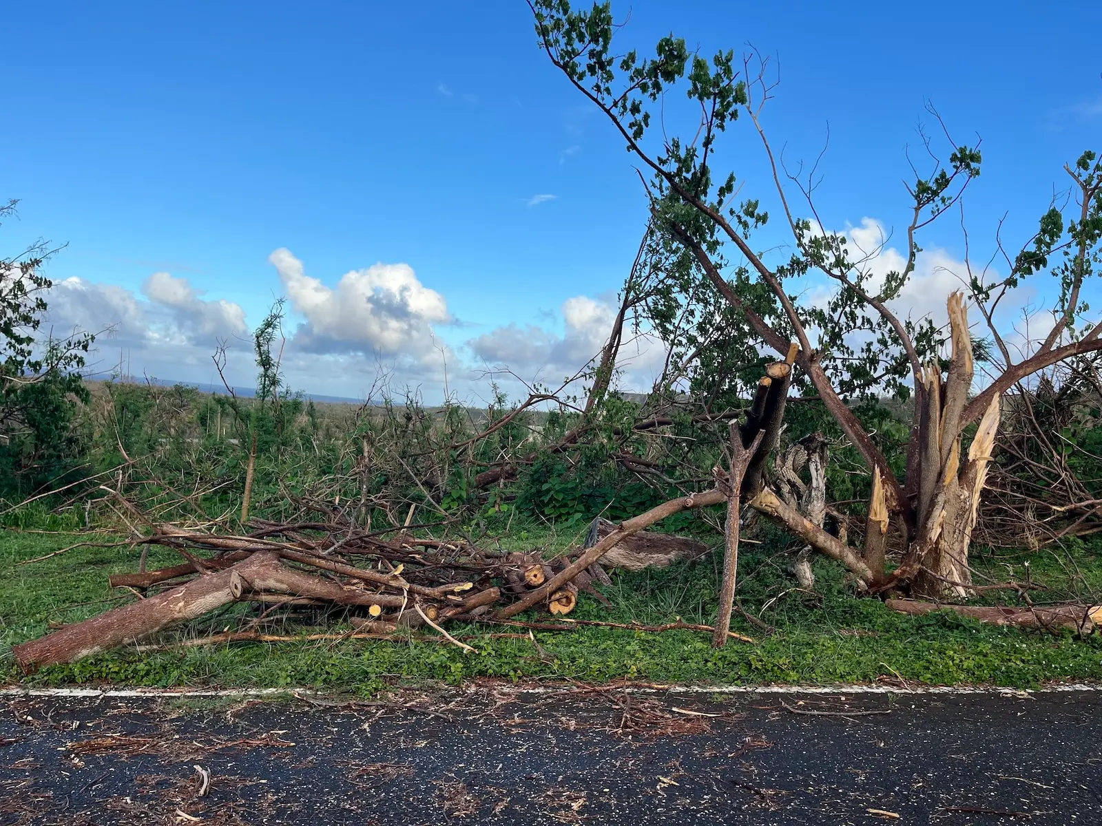 a broken tree near a road after a typhoon