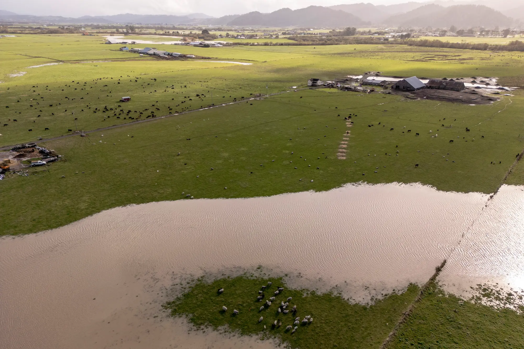 a swollen river near a cattle ranch as seen from an aerial view