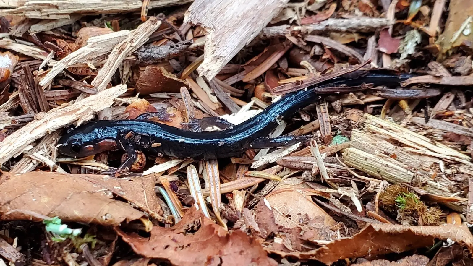 A red-cheeked salamander scampers under a log.