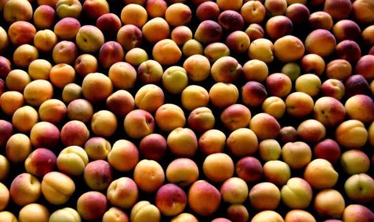 Ladakh’s apricot lifeline challenged by a changing climate | News | Eco-Business